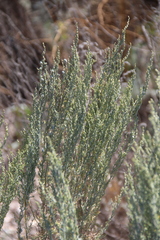 Artemisia taurica