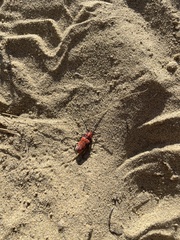 Tetraopes femoratus