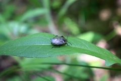 Chlorochroa pinicola