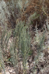 Artemisia taurica