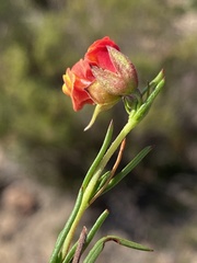 Hermannia filifolia