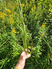 Sporobolus michauxianus