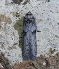 Blastobasis glandulella