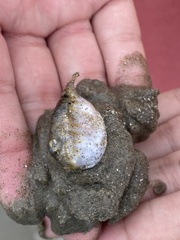 Sphoeroides maculatus