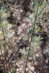 Artemisia taurica