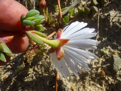 Lampranthus reptans