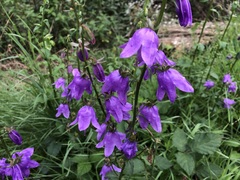 Campanula rapunculoides