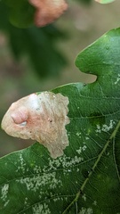 Tischeria ekebladella