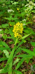 Solidago curtisii