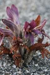 Aphyllon californicum