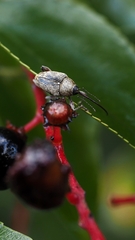 Curculio glandium
