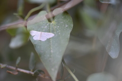 Idaea distinctaria
