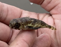 Dactylopterus volitans