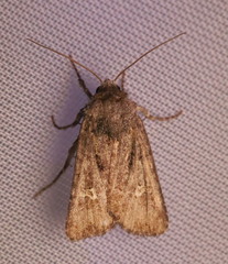 Lacinipolia renigera