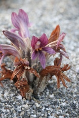 Aphyllon californicum