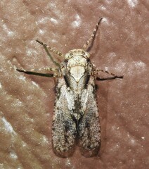 Alphina glauca