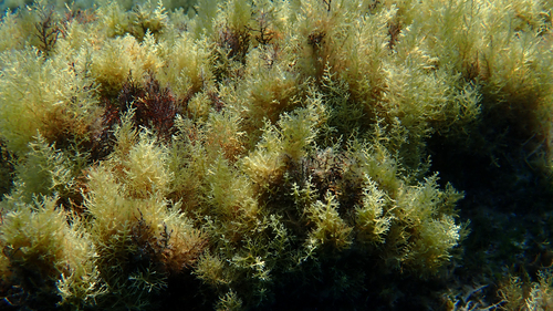 Representative image of Cystoseira