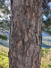 Pinus nigra