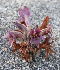 Aphyllon californicum