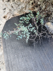 Argyrochosma microphylla