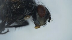 Oestroidea