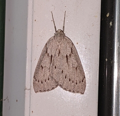 Philedia punctomacularia