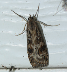 Nomophila nearctica