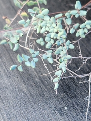 Argyrochosma microphylla