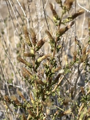 Brickellia microphylla