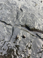 Littorina