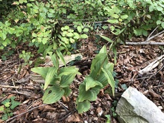 Epipactis helleborine