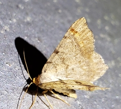 Macaria bicolorata