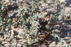 Polygonum maritimum