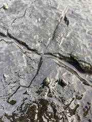 Littorina