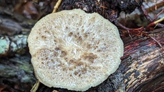 Polyporus tuberaster