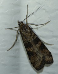 Nomophila nearctica