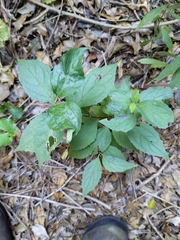 Philadelphus coronarius