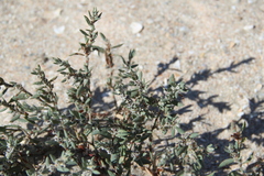 Polygonum maritimum