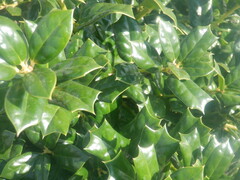 Ilex cornuta