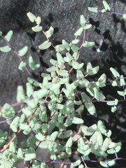 Argyrochosma microphylla