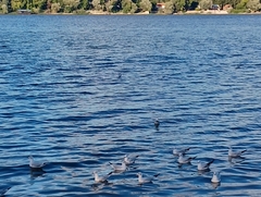 Chroicocephalus ridibundus