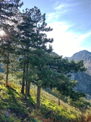 Pinus nigra