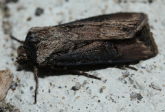Agrotis venerabilis