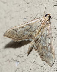 Herpetogramma pertextalis