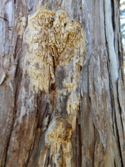 Subantrodia juniperina