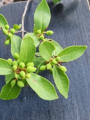 Forestiera reticulata