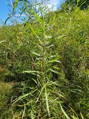 Salix interior