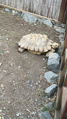 Centrochelys sulcata