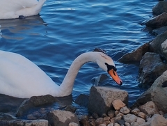 Cygnus olor