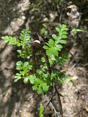 Weinmannia trichosperma